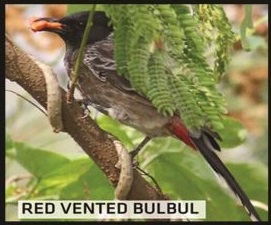 Red Vented Bulbul